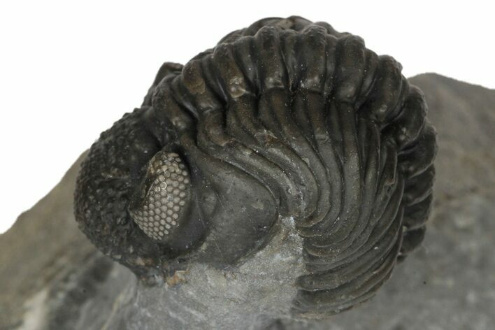 Adrisiops Weugi Trilobite - Recently Described Phacopid #179198